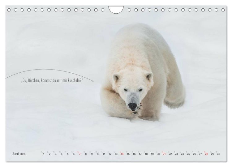 Produktbild: Emotionale Momente: Eisb&auml;ren - ganz menschlich gesehen. (Wandkalender 2026 DIN A4 quer), CALVENDO Monatskalender