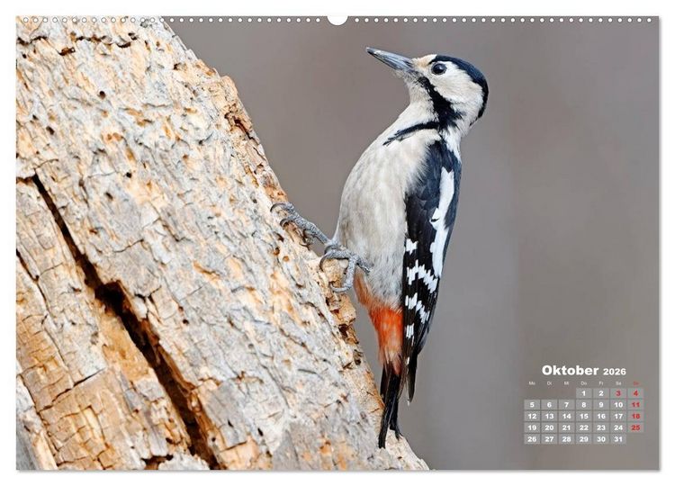 Produktbild: Echte Spechte (hochwertiger Premium Wandkalender 2026 DIN A2 quer), Kunstdruck in Hochglanz
