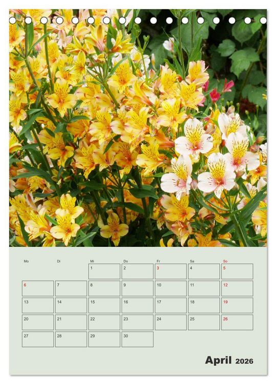 Produktbild: Lilien im Garten (Tischkalender 2026 DIN A5 hoch), CALVENDO Monatskalender