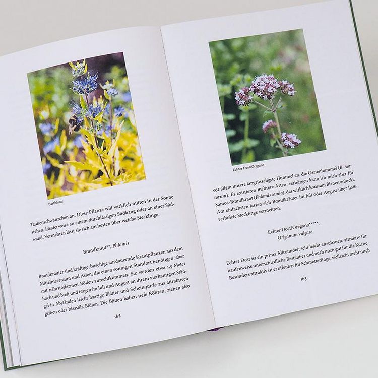 Produktbild: Bienenweide und Hummelparadies