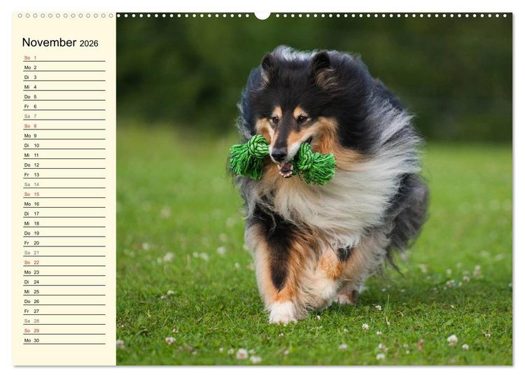 Produktbild: Collie - Mein bester Freund (hochwertiger Premium Wandkalender 2026 DIN A2 quer), Kunstdruck in Hochglanz