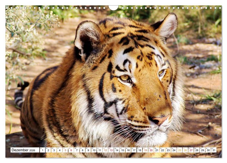 Produktbild: TIGER IMPRESSIONEN Gestreifte Seltenheit auf unserer Erde (Wandkalender 2026 DIN A3 quer), CALVENDO Monatskalender