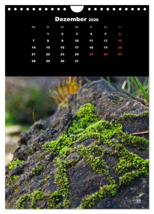 Produktbild: Die Welt der Moose. Ein Blick nach unten (Wandkalender 2026 DIN A4 hoch), CALVENDO Monatskalender