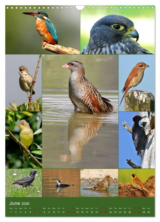 Produktbild: 78 Birds (Wall Calendar 2026 DIN A3 portrait), CALVENDO 12 Month Wall Calendar