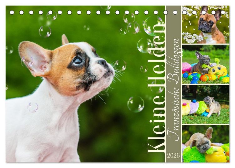 Produktbild: Kleine Helden - Franz&ouml;sische Bulldoggen (Tischkalender 2026 DIN A5 quer), CALVENDO Monatskalender