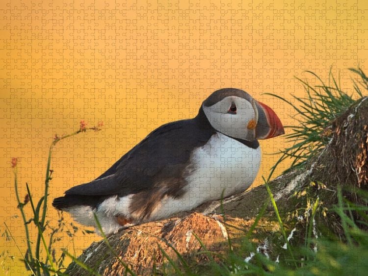 Produktbild: CALVENDO Puzzle im Licht des Nordens | 1000 Teile Lege-Gr&ouml;&szlig;e 64x48cm Foto-Puzzle f&uuml;r gl&uuml;ckliche Stunden