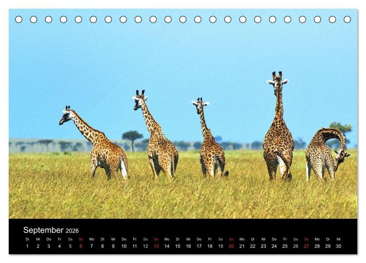 Produktbild: GIRAFFEN - Liebliche Riesen der afrikanischen Savanne (Tischkalender 2026 DIN A5 quer), CALVENDO Monatskalender