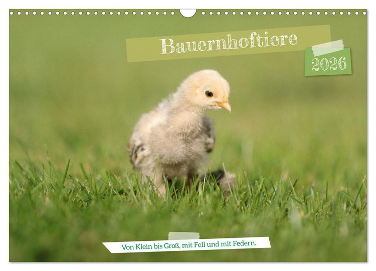 Produktbild: Bauernhoftiere - Von Klein bis Gro&szlig;, mit Fell und mit Federn. (Wandkalender 2026 DIN A3 quer), CALVENDO Monatskalender