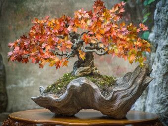 Produktbild: CALVENDO Puzzle Bonsai - Die Seele der Natur | 1000 Teile Lege-Gr&ouml;&szlig;e 64x48cm Foto-Puzzle f&uuml;r gl&uuml;ckliche Stunden