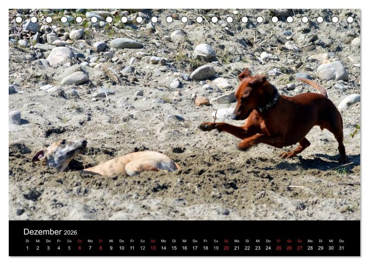 Produktbild: Deutscher Pinscher (Tischkalender 2026 DIN A5 quer), CALVENDO Monatskalender