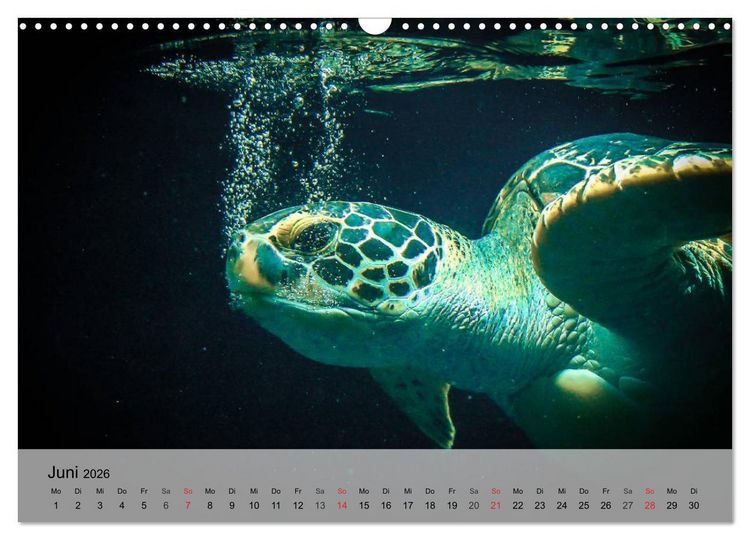 Produktbild: Meeresschildkr&ouml;ten. Nomaden der Ozeane (Wandkalender 2026 DIN A3 quer), CALVENDO Monatskalender