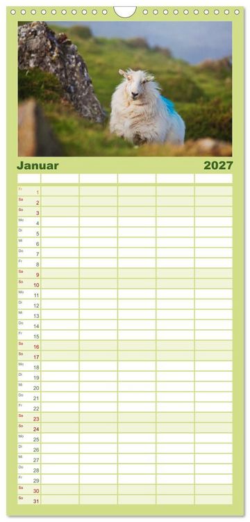 Produktbild: Familienplaner 2027 - Schafe - Weich und wollig mit 5 Spalten (Wandkalender, 21 x 45 cm) CALVENDO