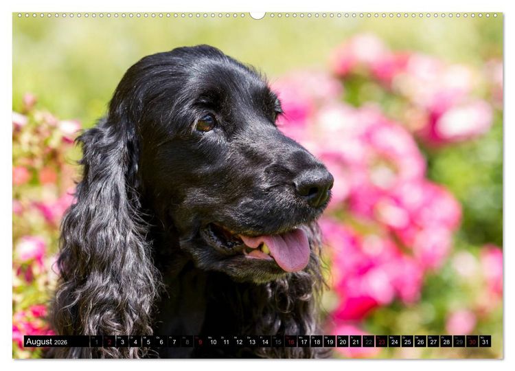 Produktbild: English Cocker Spaniel - Fr&ouml;hliche Gesellen (Wandkalender 2026 DIN A2 quer), CALVENDO Monatskalender