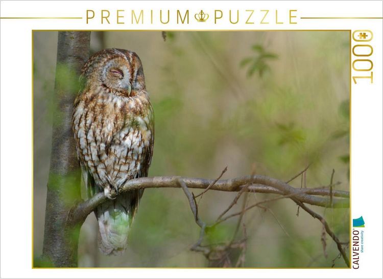 Produktbild: CALVENDO Puzzle Ruhender Waldkauz | 1000 Teile Lege-Gr&ouml;&szlig;e 64x48cm Foto-Puzzle f&uuml;r gl&uuml;ckliche Stunden