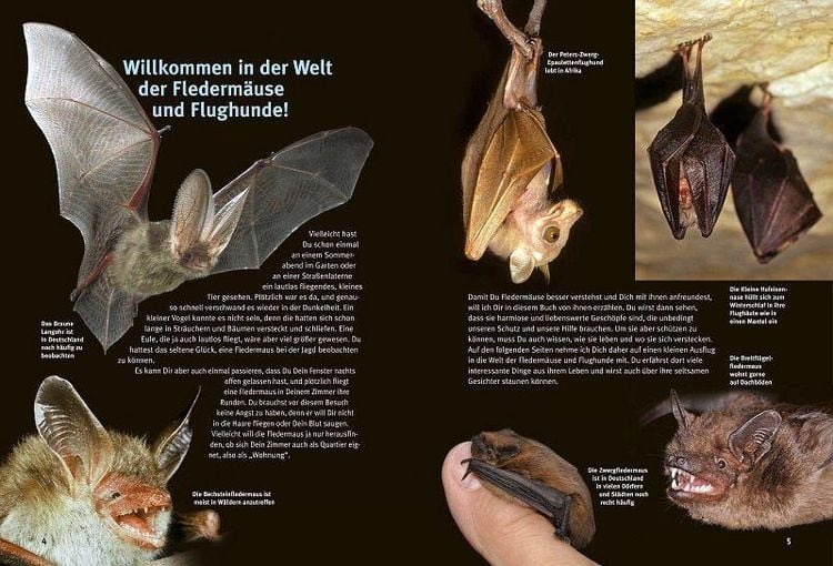 Produktbild: Entdecke die Flederm&auml;use