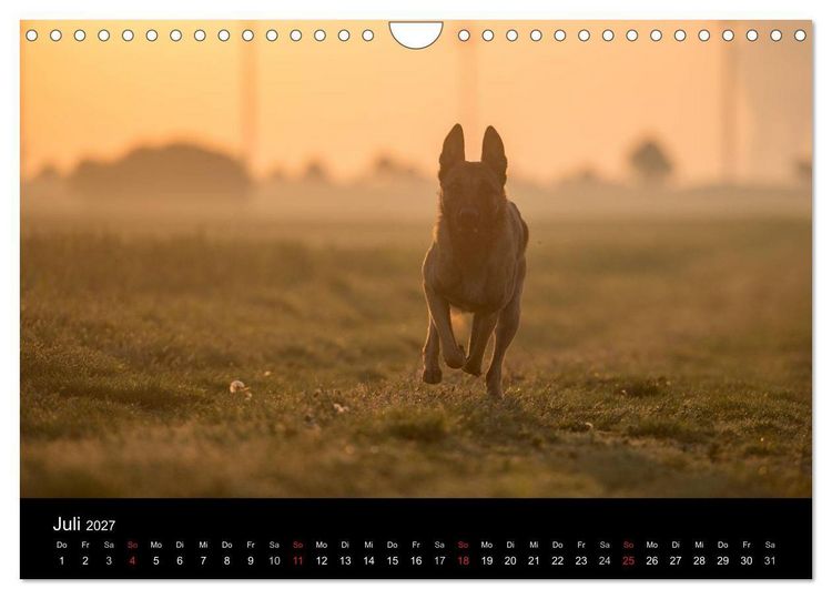 Produktbild: Belgische Sch&auml;ferhunde - Der Malinois im Licht (Wandkalender 2027 DIN A4 quer), CALVENDO Monatskalender