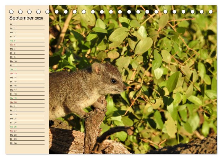 Produktbild: Verr&uuml;ckt nach Safari Verr&uuml;ckt nach Abenteuer in Kenia (Tischkalender 2026 DIN A5 quer), CALVENDO Monatskalender