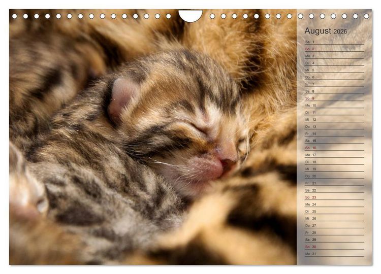 Produktbild: Die Bengalkatze. Edition Jungtiere (Wandkalender 2026 DIN A4 quer), CALVENDO Monatskalender