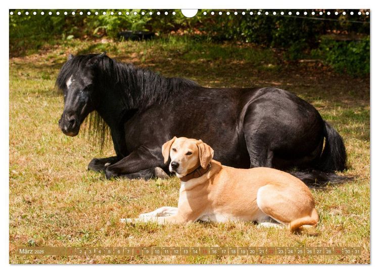 Produktbild: Pferd und Hund - Vierbeinige Freunde (Wandkalender 2026 DIN A3 quer), CALVENDO Monatskalender