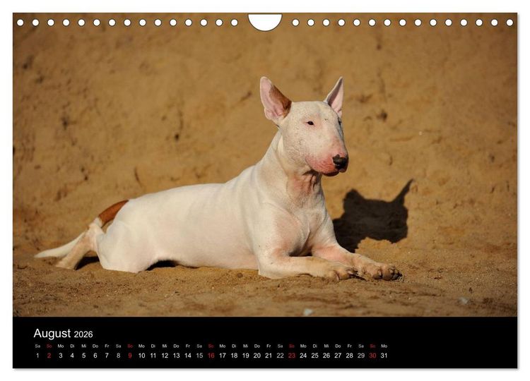 Produktbild: Bullterrier 2026 - Kleine Clowns mit gro&szlig;em Herz (Wandkalender 2026 DIN A4 quer), CALVENDO Monatskalender