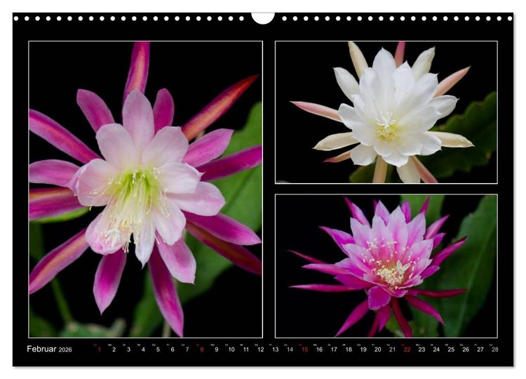 Produktbild: Epiphyllum-Hybriden (Wandkalender 2026 DIN A3 quer), CALVENDO Monatskalender