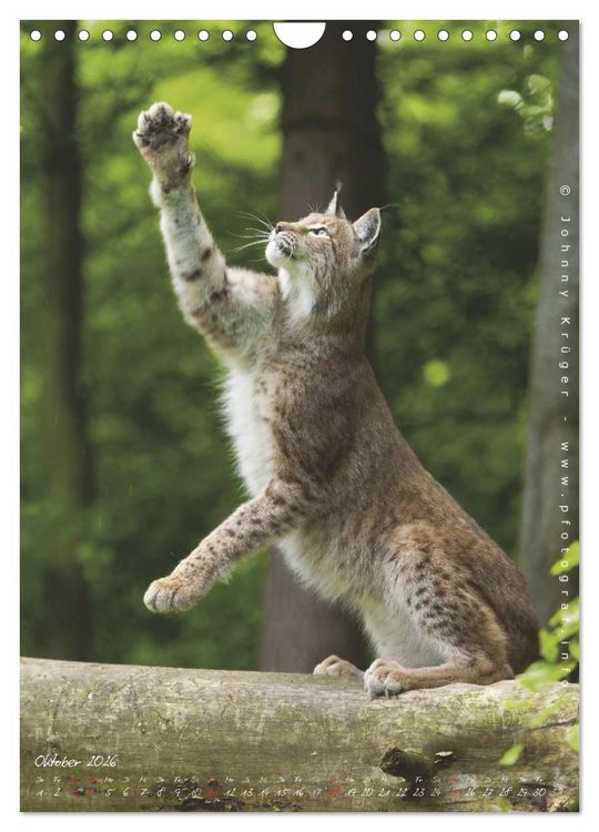 Produktbild: Luchs (Wandkalender 2026 DIN A4 hoch), CALVENDO Monatskalender