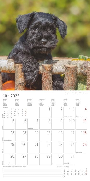 Produktbild: Welpen 2026 - Broschürenkalender 30x30 cm (30x60 geöffnet) - Kalender mit Platz für Notizen - Puppies - Hundekalender - Bildkalender - Wandkalender