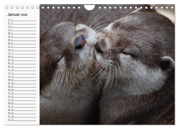 Produktbild: Seehunde und Otter. Putzige Gesellen, perfekte Schwimmer (Wandkalender 2026 DIN A4 quer), CALVENDO Monatskalender