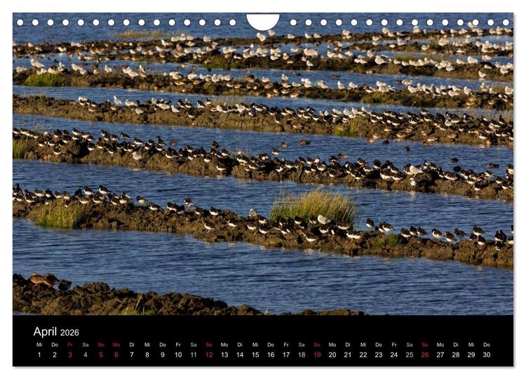Produktbild: Pellworm 2026 (Wandkalender 2026 DIN A4 quer), CALVENDO Monatskalender