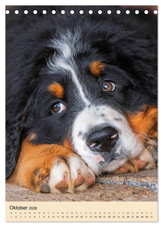 Produktbild: Schweizer Sennenhunde stellen sich vor (Tischkalender 2026 DIN A5 hoch), CALVENDO Monatskalender