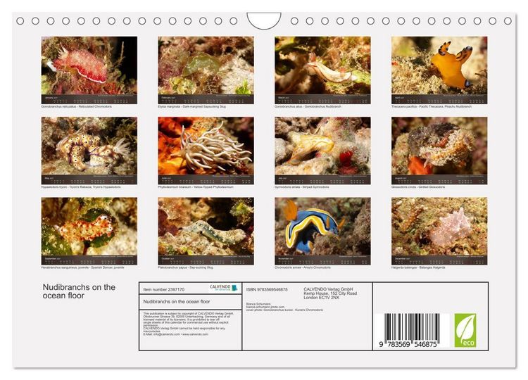 Produktbild: Nudibranchs on the ocean floor (Wall Calendar 2027 DIN A4 landscape), CALVENDO 12 Month Wall Calendar