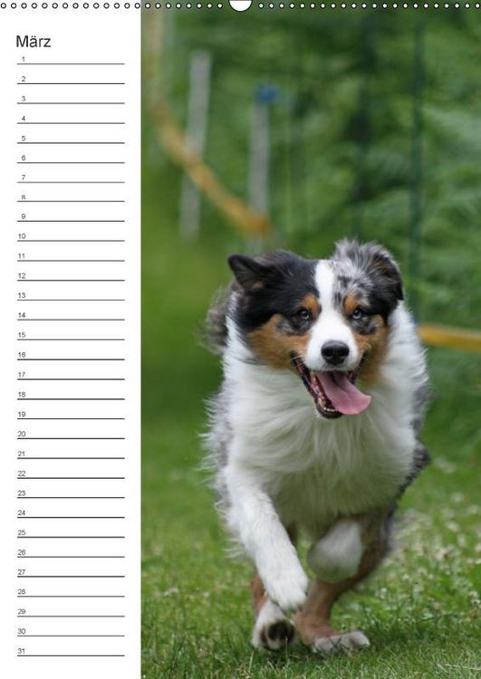 Produktbild: Der Aussie - Geburtstagskalender (Wandkalender immerw&auml;hrend DIN A2 hoch)