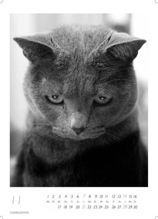 Produktbild: Cats schwarz-weiss Kalender 2027 &ndash; Wandkalender | Fotokalender Tierkalender schwarz-weiss 29x21cm - Katzenkalender | Perfekt f&uuml;r Katzenliebhaber und Tierkalenderfans