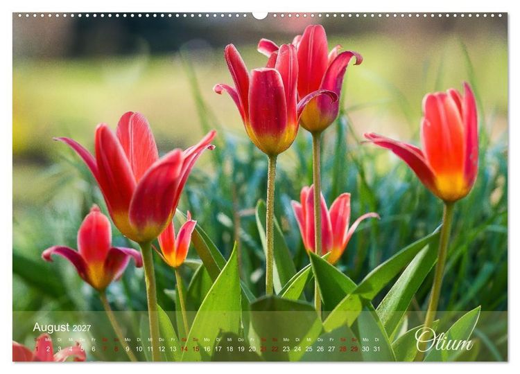 Produktbild: Tulipa et Verba &ndash; Tulpenbl&uuml;ten und stille W&ouml;rter (hochwertiger Premium Wandkalender 2027 DIN A2 quer), Kunstdruck in Hochglanz