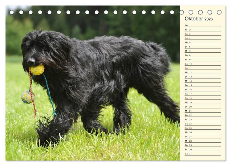 Produktbild: Altdeutsche H&uuml;tehunde - Fast vergessen (Tischkalender 2026 DIN A5 quer), CALVENDO Monatskalender