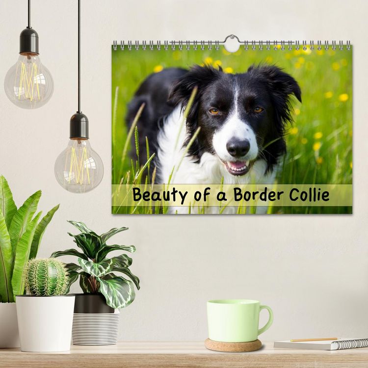 Produktbild: Beauty of a Border Collie (Wall Calendar 2026 DIN A4 landscape), CALVENDO 12 Month Wall Calendar