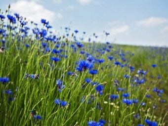 Produktbild: CALVENDO Puzzle Kornblumen - Faszination in Blau | 1000 Teile Lege-Gr&ouml;&szlig;e 64x48cm Foto-Puzzle f&uuml;r gl&uuml;ckliche Stunden