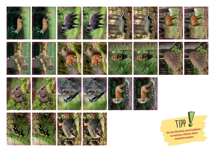 Produktbild: Eule, Fuchs und Hirsch. Tiere im Wald