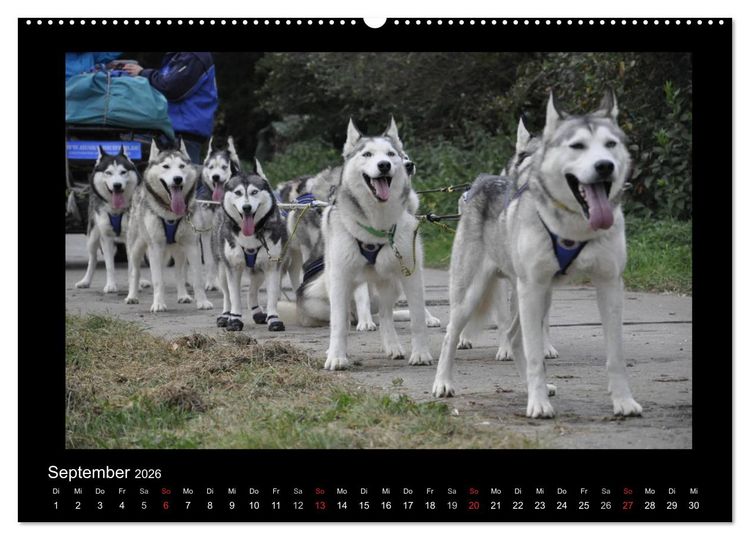 Produktbild: Husky-Kalender (Wandkalender 2026 DIN A2 quer), CALVENDO Monatskalender