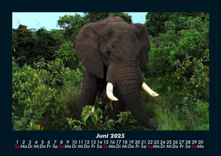 Produktbild: Elefanten - Die sanften Riesen Afrikas 2025 Fotokalender DIN A5
