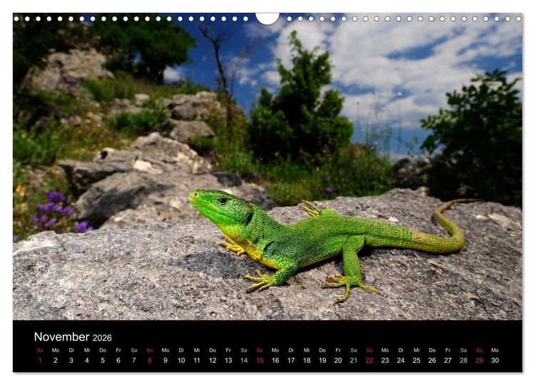 Produktbild: REPTILIEN (Wandkalender 2026 DIN A3 quer), CALVENDO Monatskalender