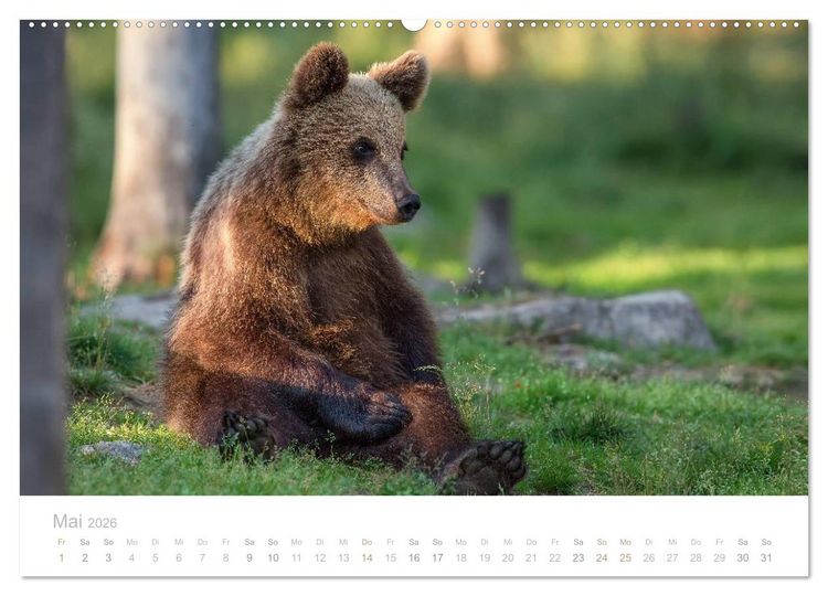 Produktbild: Braunb&auml;ren - pelzige Riesen in Finnlands W&auml;ldern (Wandkalender 2026 DIN A2 quer), CALVENDO Monatskalender