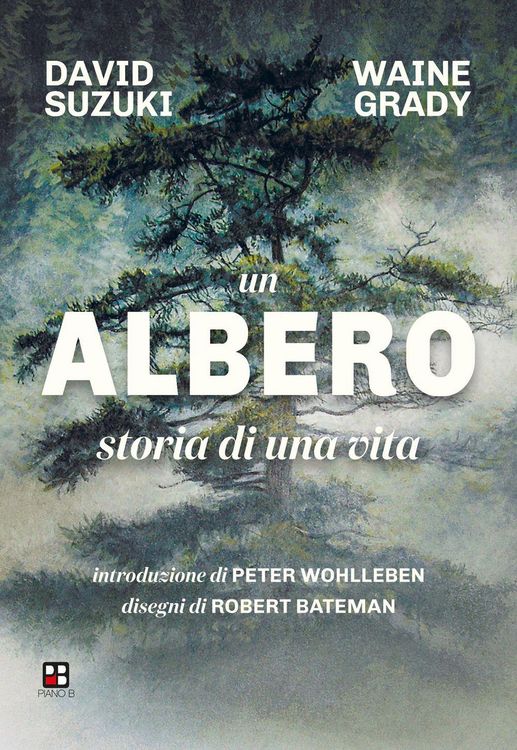 Produktbild: Un albero. Storia di una vita