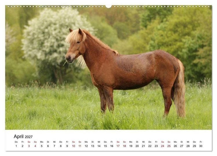 Produktbild: Islandpferde - Hufschlag aus Feuer und Eis (hochwertiger Premium Wandkalender 2027 DIN A2 quer), Kunstdruck in Hochglanz