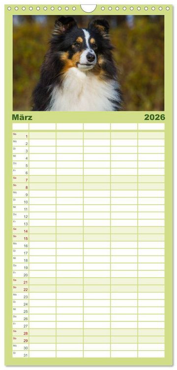 Produktbild: Familienplaner 2026 - Traumhund Sheltie mit 5 Spalten (Wandkalender, 21 x 45 cm) CALVENDO