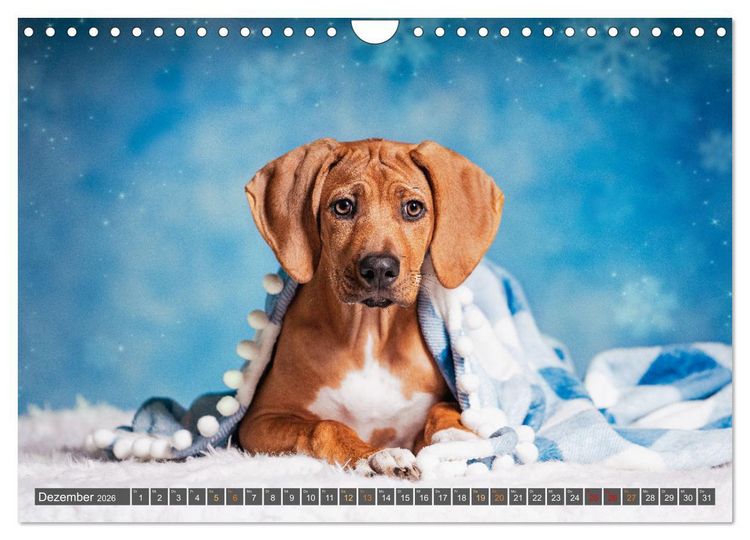 Produktbild: bunte Tierfotografie an Land und im Wasser (Wandkalender 2026 DIN A4 quer), CALVENDO Monatskalender