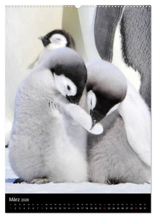 Produktbild: Pinguine - Wackeln im Thermo-Frack (Wandkalender 2026 DIN A2 hoch), CALVENDO Monatskalender