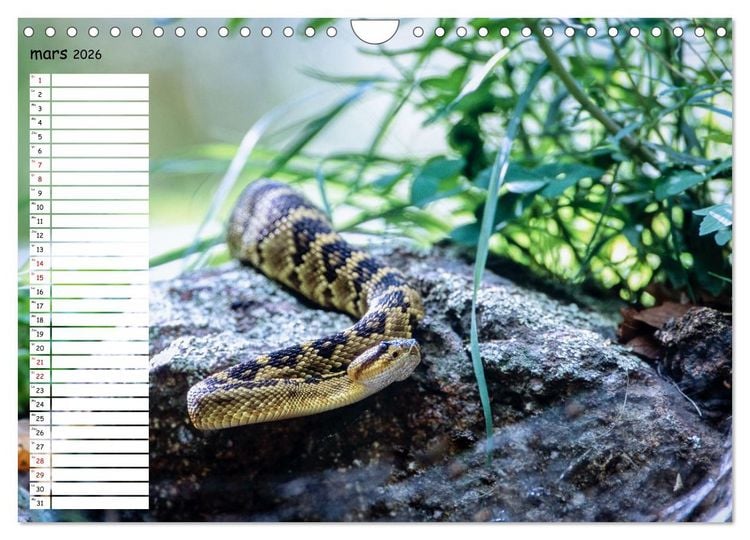 Produktbild: Arizona, une rencontre avec la nature (Calendrier mural 2026 DIN A4 vertical), CALVENDO calendrier mensuel