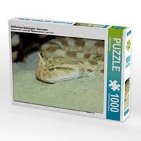 Produktbild: CALVENDO Puzzle Gef&auml;hrliche Schlangen - Hornviper 1000 Teile Lege-Gr&ouml;&szlig;e 64 x 48 cm Foto-Puzzle Bild von Michael Herzog