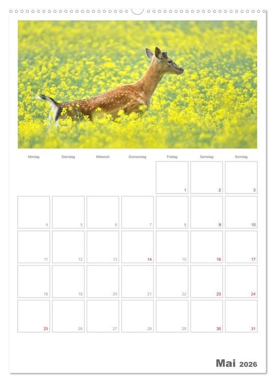 Produktbild: Rehe & Co / Planer (Wandkalender 2026 DIN A2 hoch), CALVENDO Monatskalender